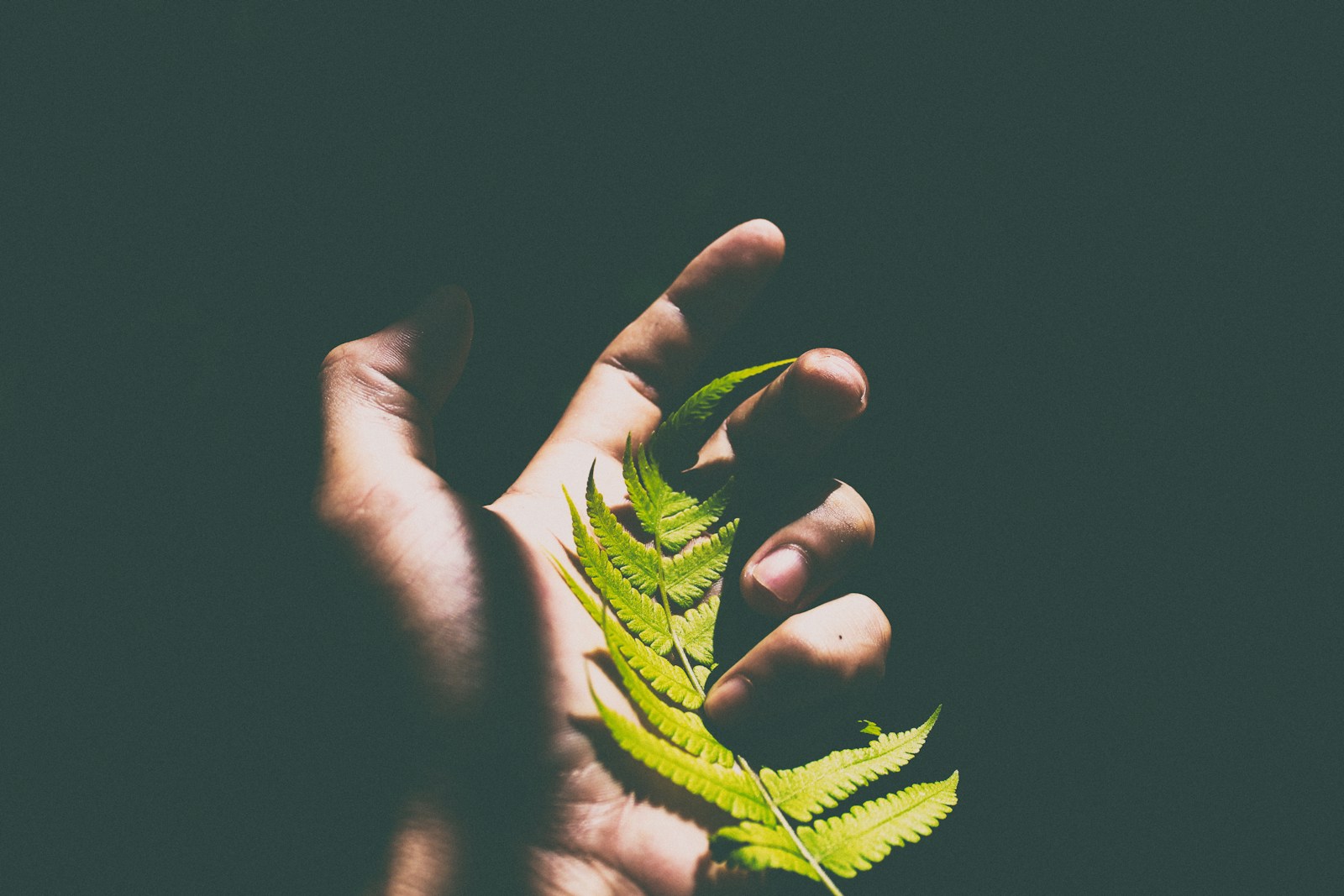 Photo by Larm Rmah person holding green leaves